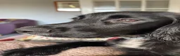 Sprocker dogs for stud: Sprocker for stud - Advert 6