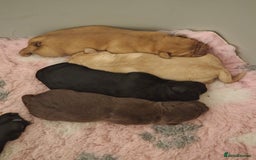 Labrador Retriever dogs for sale: Gorgeous Labrador Puppies – Ready December! - Image 4