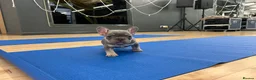 French Bulldog dogs for sale: HEALTH TESTED QUALITY FRENCH BULLDOG PUPPIES - Advert 8