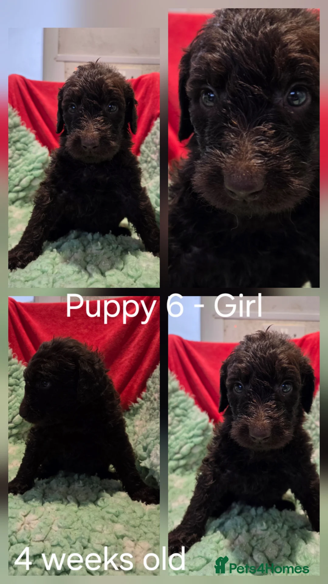 Goldendoodle dogs for sale: DELIGHTFUL WELL BRED DOODLES - Advert 5