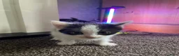 American Shorthair cats for sale: Beautiful Kittens Looking For Forever Home - Advert 14