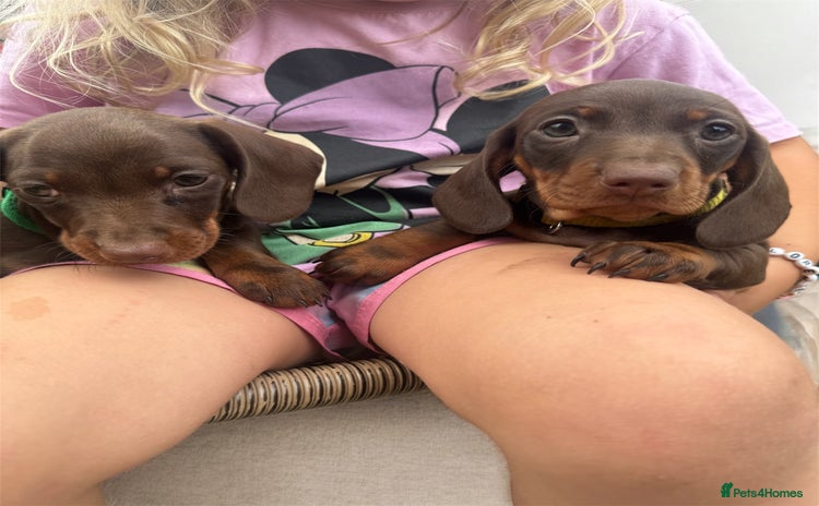 Miniature Dachshund dogs in Littleborough - Advert 2