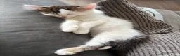 Mixed Breed cats for sale: 2 gorgeous female kittens in Birmingham - Advert 4