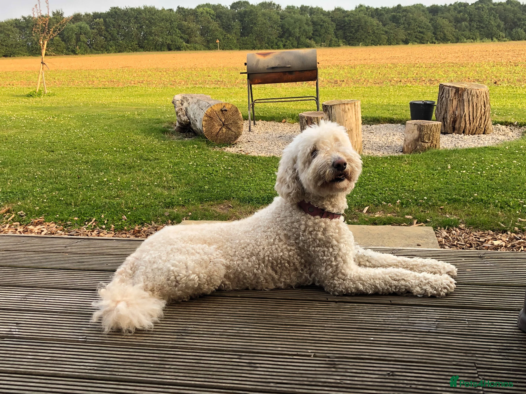 Mixed Breed dogs Australian Labradoodle Puppies for Sale - Advert 1