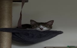 Domestic Shorthair cats for sale: Siblings looking for loving home - Image 7