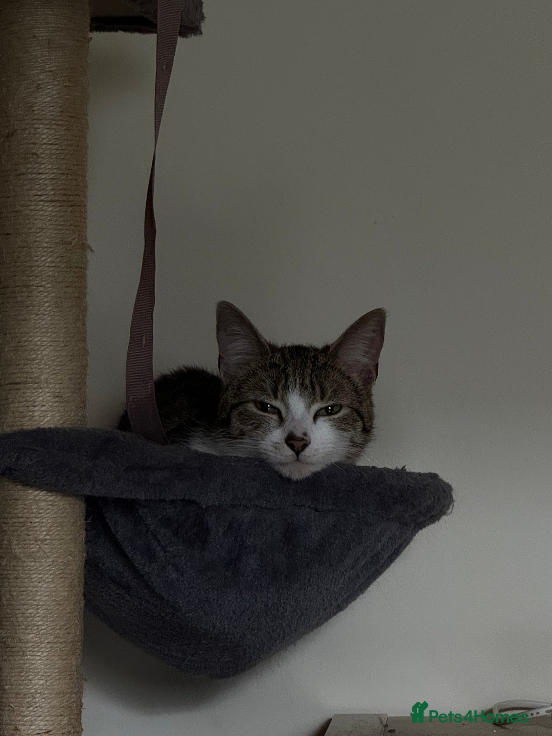 Domestic Shorthair cats for sale: Siblings looking for loving home - Image 7