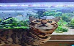 Bengal cats for stud: Proven Bengal Stud TICA pedigree beautiful marking in Durham - Image 6