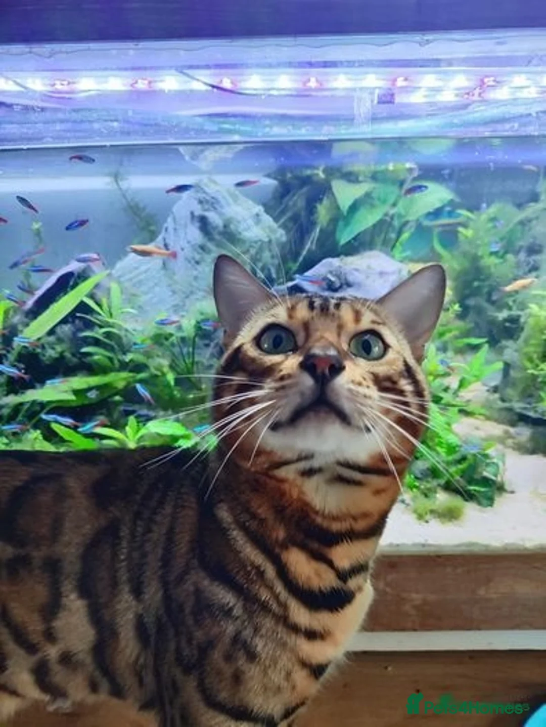 Bengal cats for stud: Proven Bengal Stud TICA pedigree beautiful marking in Durham - Image 6