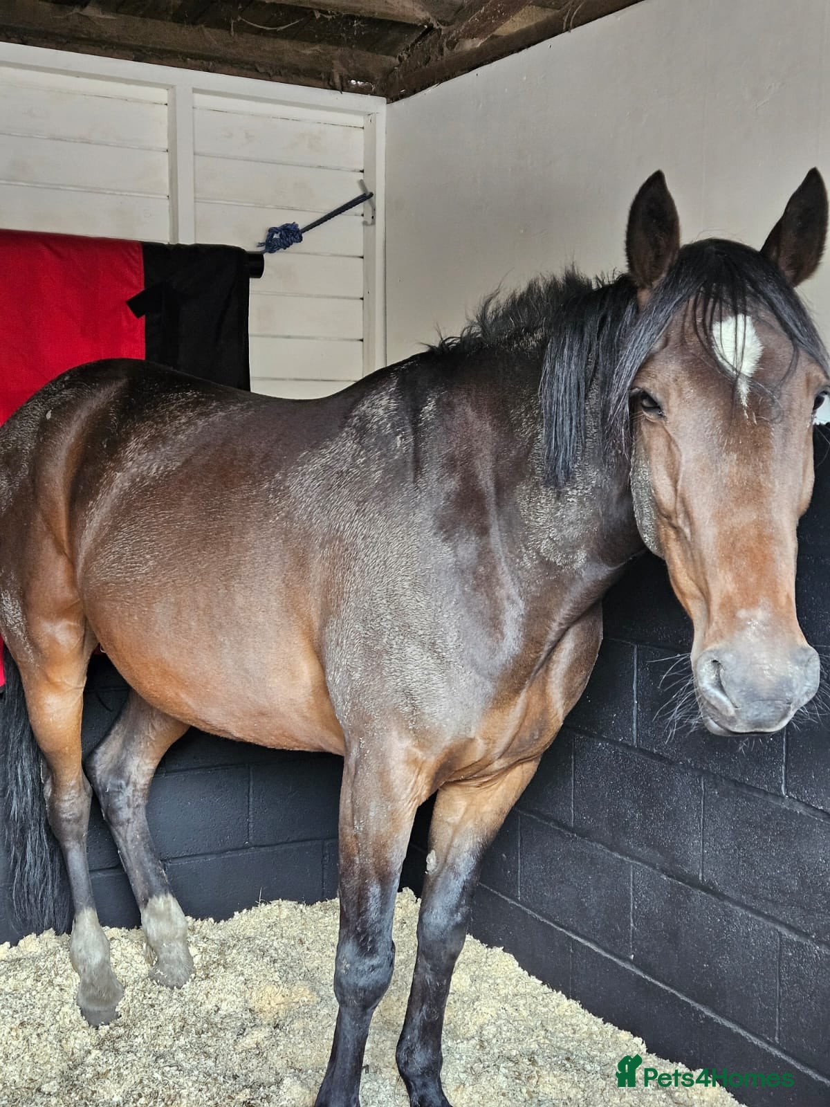 American Standardbred horses Happy hacker /ride and drive - Advert 6