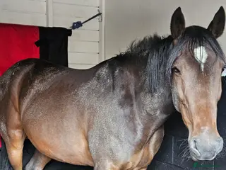 American Standardbred horses Happy hacker /ride and drive - Advert 6