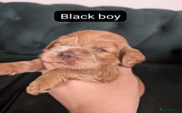 Cocker Spaniel dogs for sale: 🐾pedigree Show cocker spaniel🐾 - Image 3