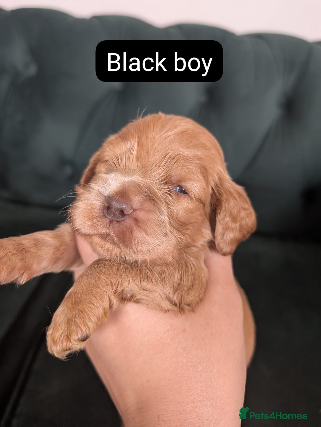 Cocker Spaniel dogs for sale: 🐾pedigree Show cocker spaniel🐾 - Image 3
