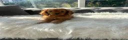 Cockapoo dogs for sale: F1 golden cockapoo puppies  - Advert 12