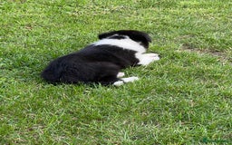 Border Collie dogs for sale: Beautiful border collie puppies  - Image 12