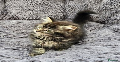 Siberian cats - Advert 5