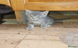 British Longhair cats for sale: Lovely kittens from super-sociable home! - Image 2