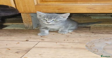 British Longhair cats - Advert 4