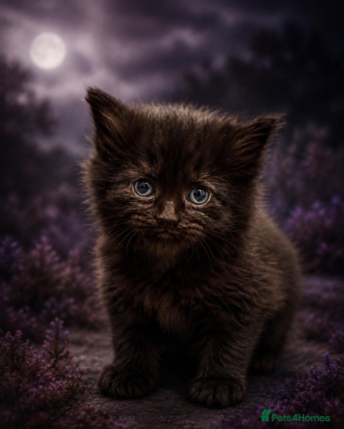 Siberian cats TICA Registered Pedigree Siberian kittens - Advert 2