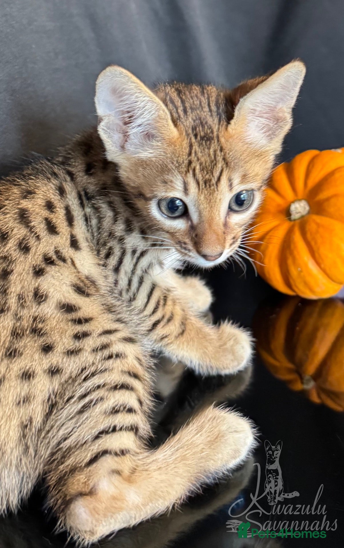 Savannah cats 2 and 3 months old. Tica Regist. Savannahs - Advert 1