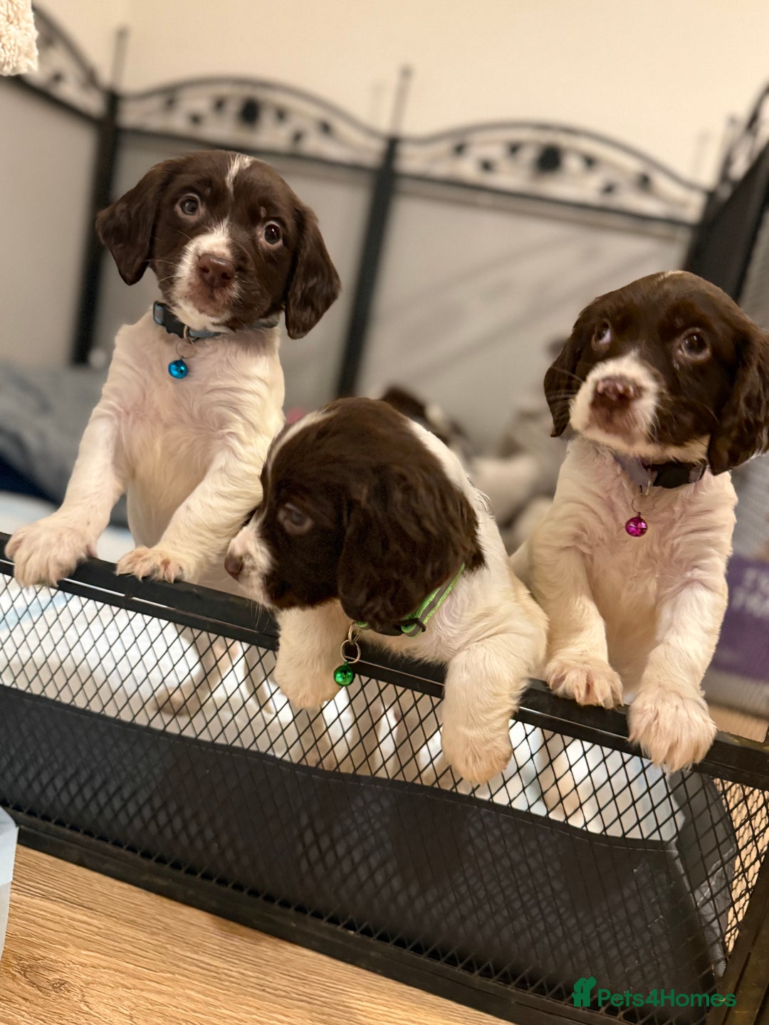 Cocker Spaniel dogs for sale: Cocker spaniel puppies ready for forever home - Advert 16