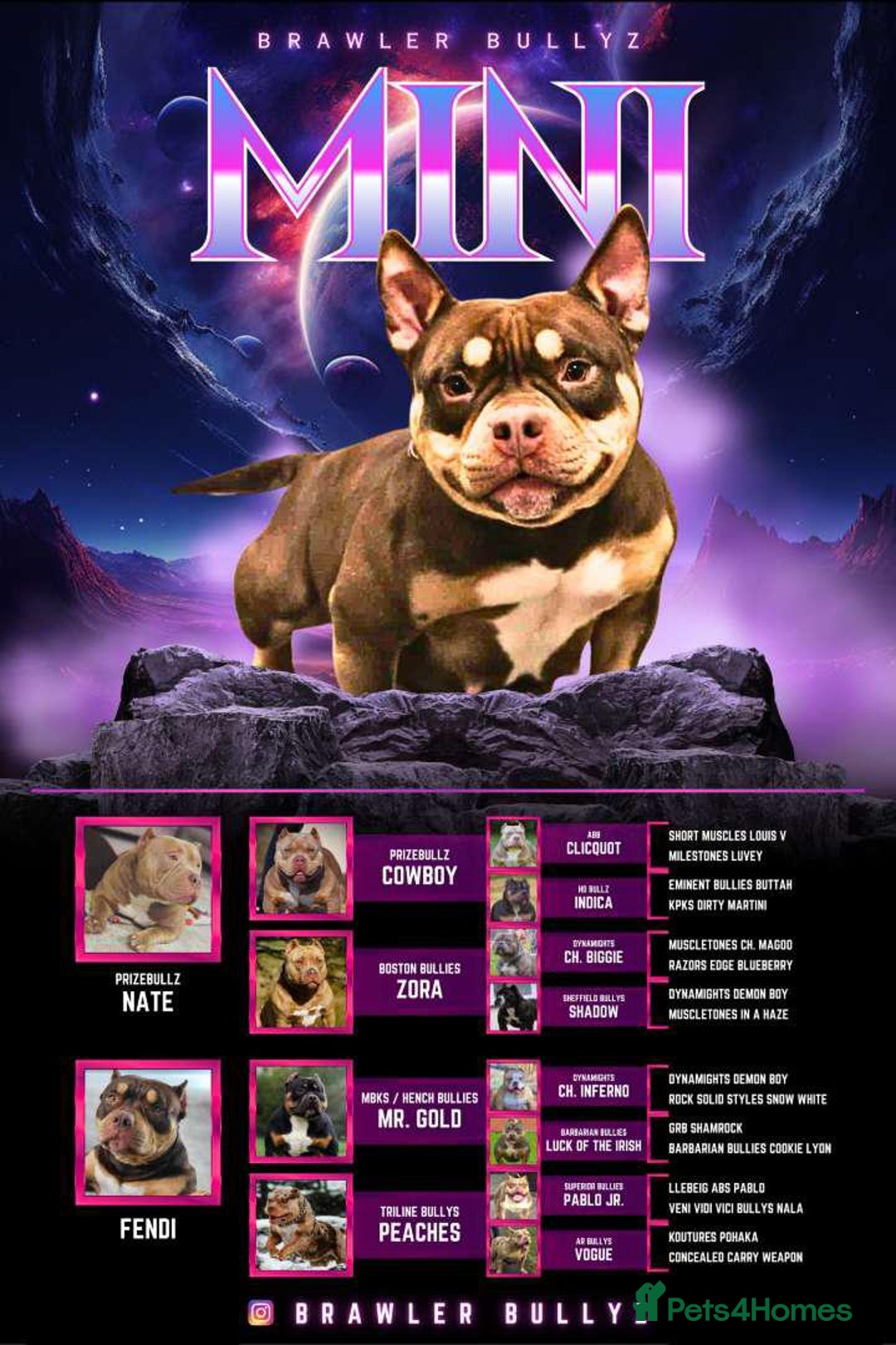 American Bully dogs for sale: ABKC best bloodline Ready to go Pocket Bully  - Advert 18