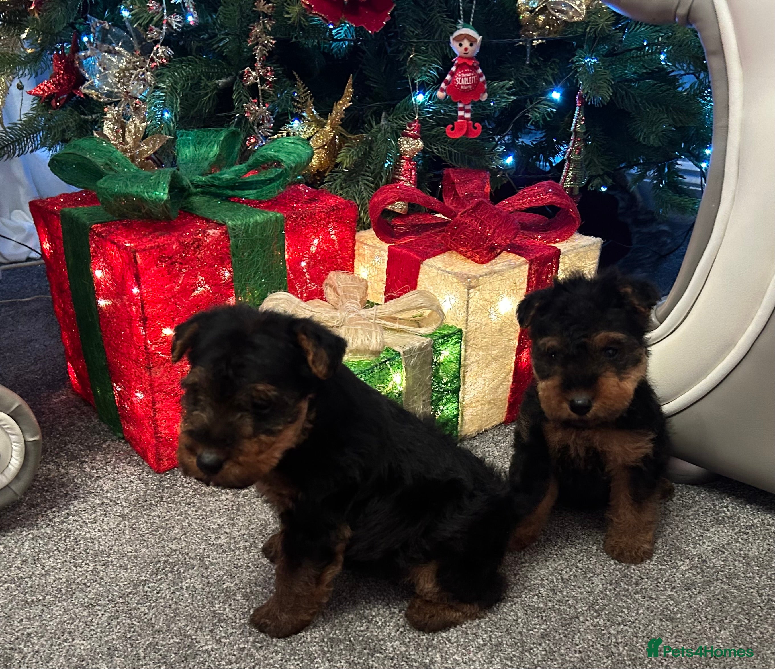 Welsh Terrier dogs Gorgeous Welshie Puppies - Advert 1
