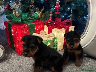 Welsh Terrier dogs Gorgeous Welshie Puppies - Advert 1