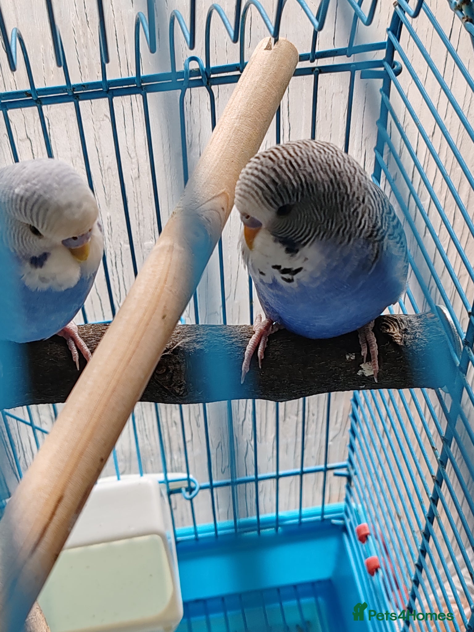 Parrots birds budgies age 3 months. And 4 months.  - Advert 24