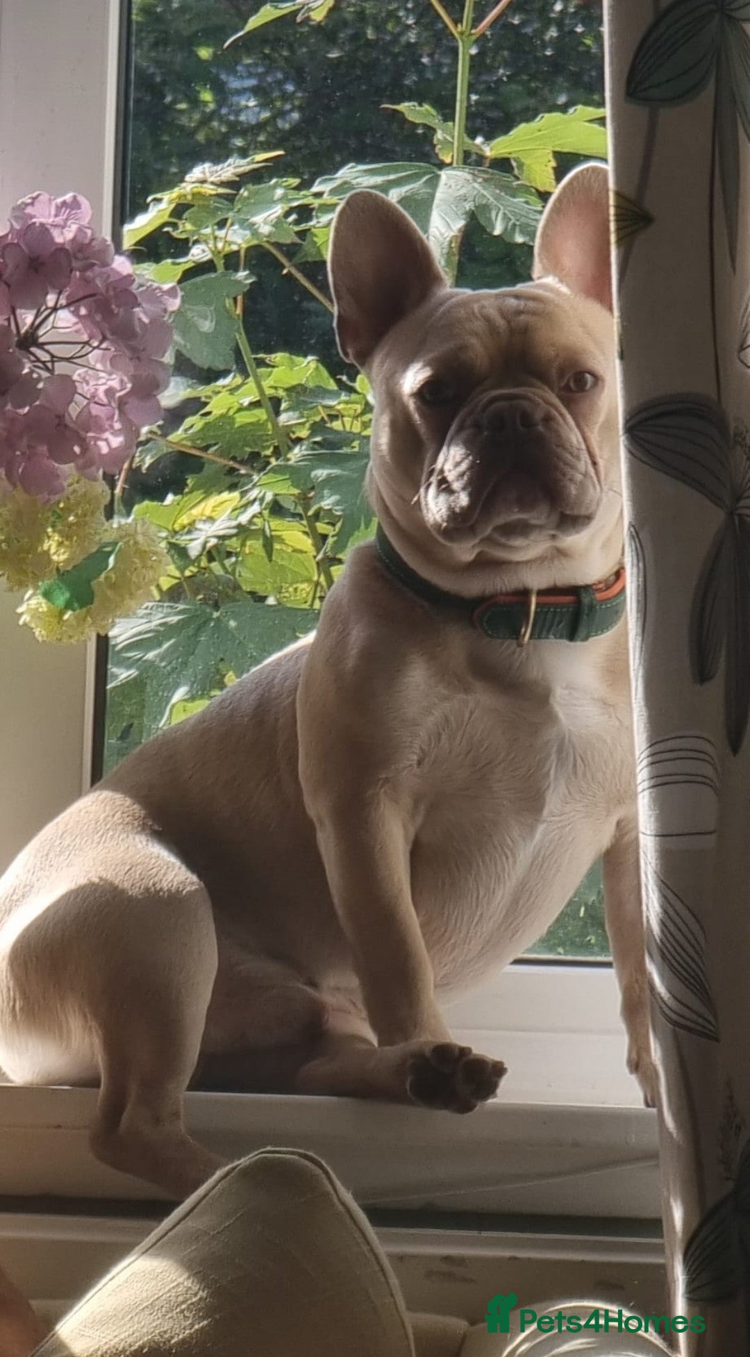 French Bulldog dogs for sale: French bulldog puppies.  - Advert 30
