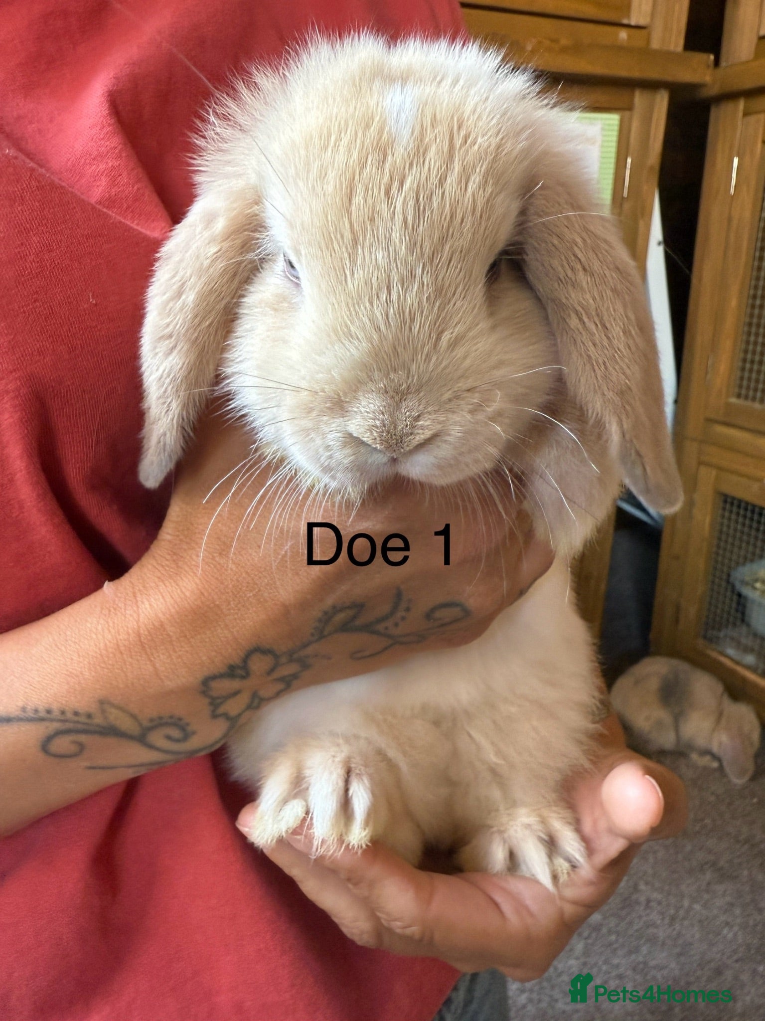 Mini Lop rabbits Beautiful babies mini lops - Advert 1