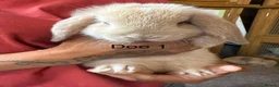 Mini Lop rabbits for sale: Beautiful babies mini lops - Advert 1