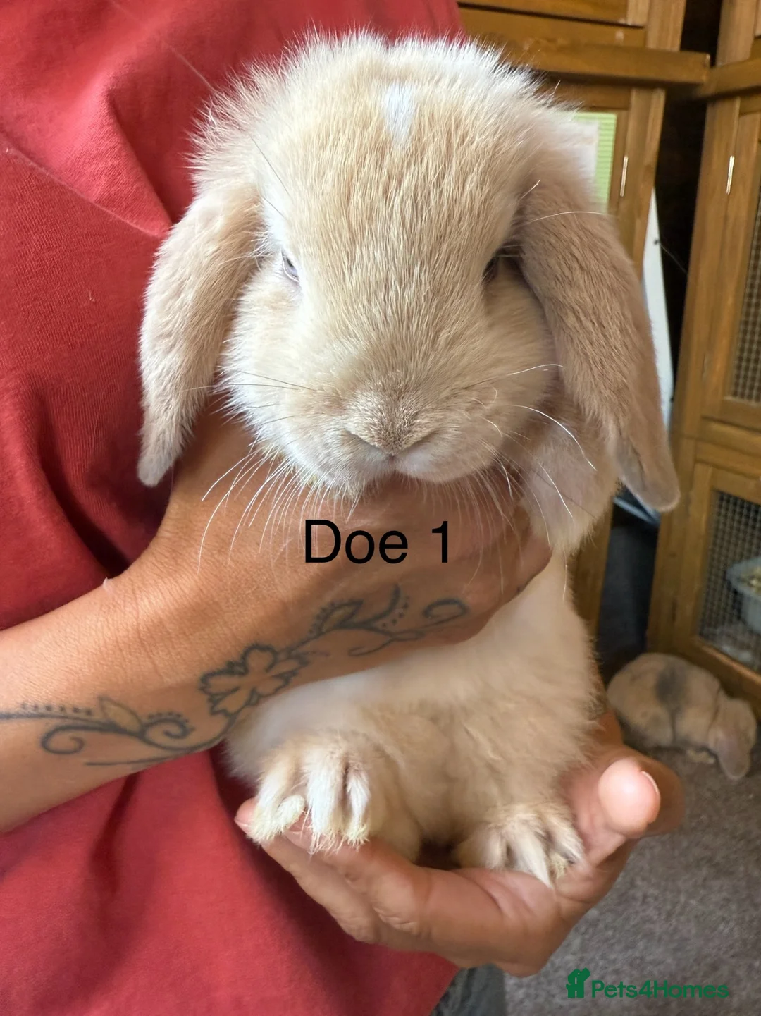 Mini Lop rabbits for sale: Beautiful babies mini lops - Advert 1