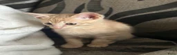 Siamese cats for sale: Siamese British Short Hair X in Preston - Advert 18