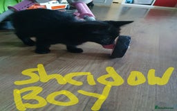 Mixed Breed cats for sale: Kittens  - Image 4