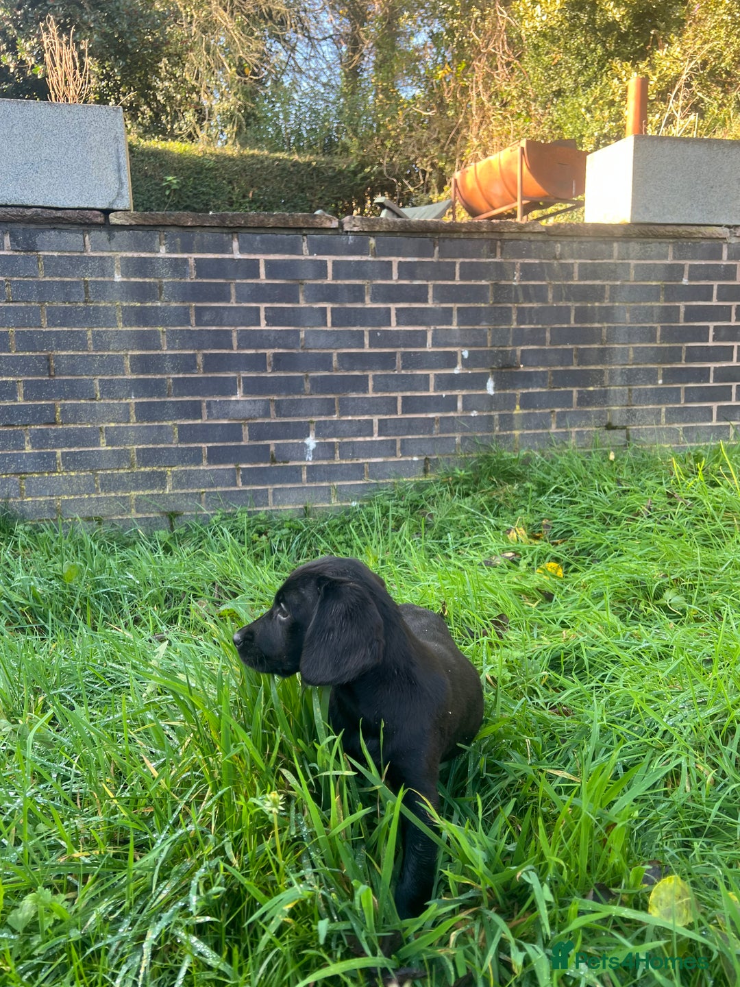 Springador dogs for sale: Beautiful F1 Springador pups for sale! - Advert 7