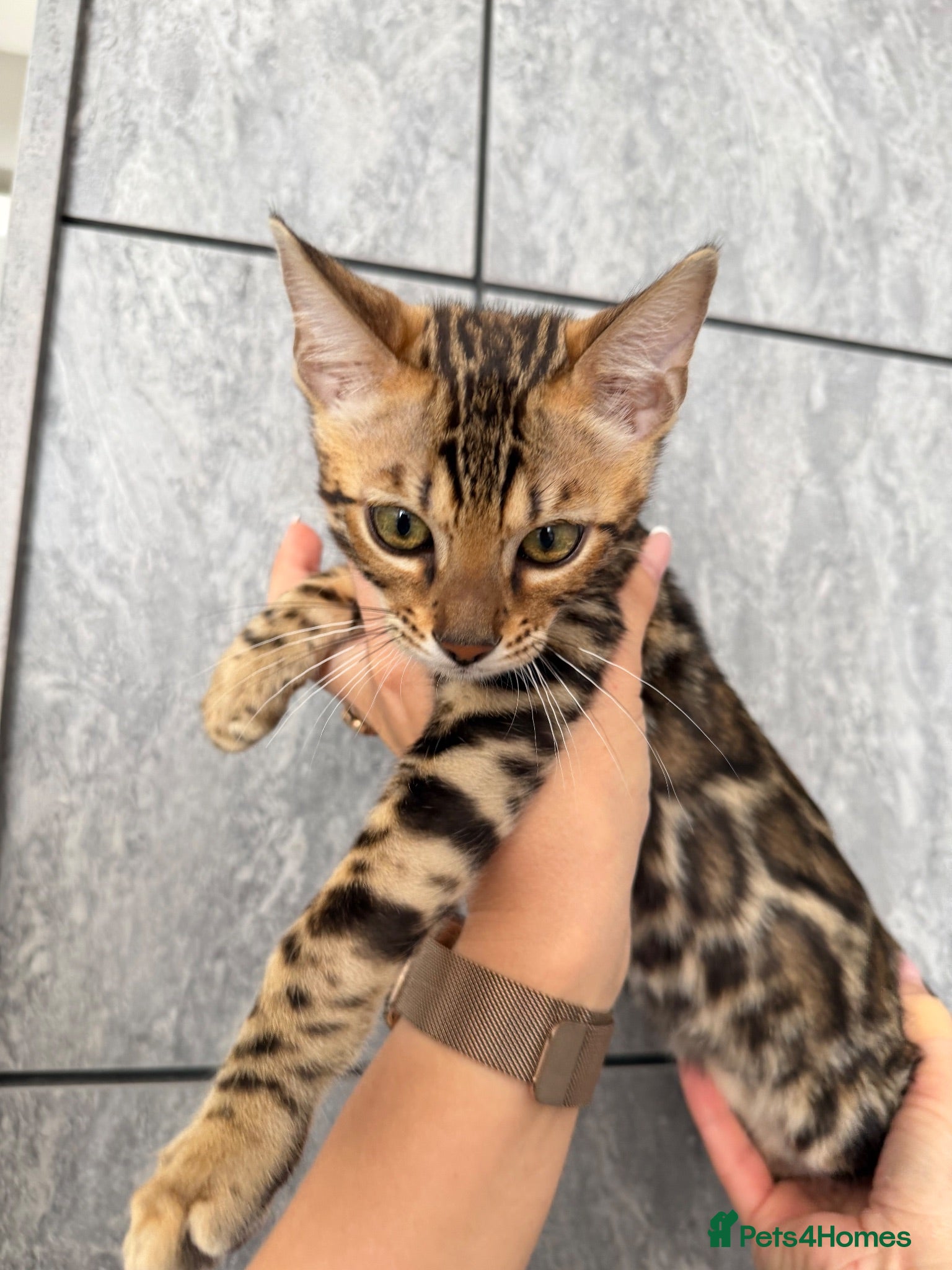 Bengal cats Bengal Male Kitten Looking for a Loving Family - Advert 10