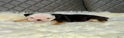 English Bulldog dogs for sale: KC registered English Bulldog Puppies  in Exeter - Advert 33