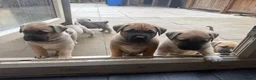 Mixed Breed dogs for sale:  £850! Ready! Stunning Kangal cross  - Advert 10