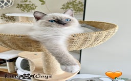 Ragdoll cats for sale: 🐾🩷*TICA REG* EU RAGDOLL KITTENS🌟 DNA CLEAR 🩵🐾 - Image 6