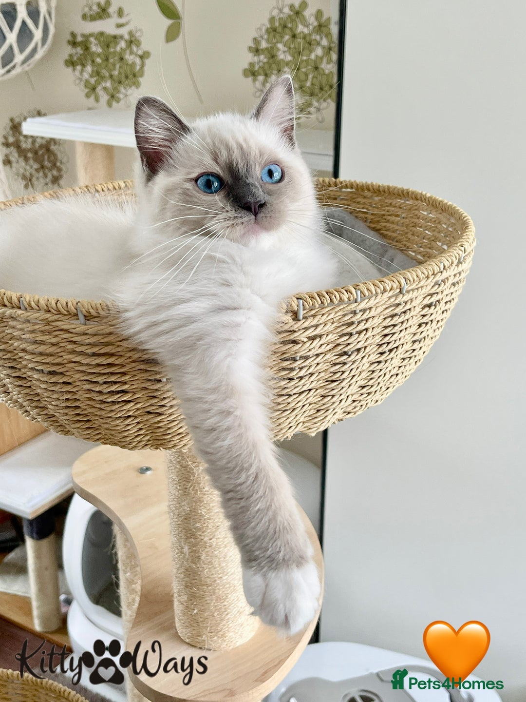 Ragdoll cats for sale: 🐾🩷*TICA REG* EU RAGDOLL KITTENS🌟 DNA CLEAR 🩵🐾 - Image 6