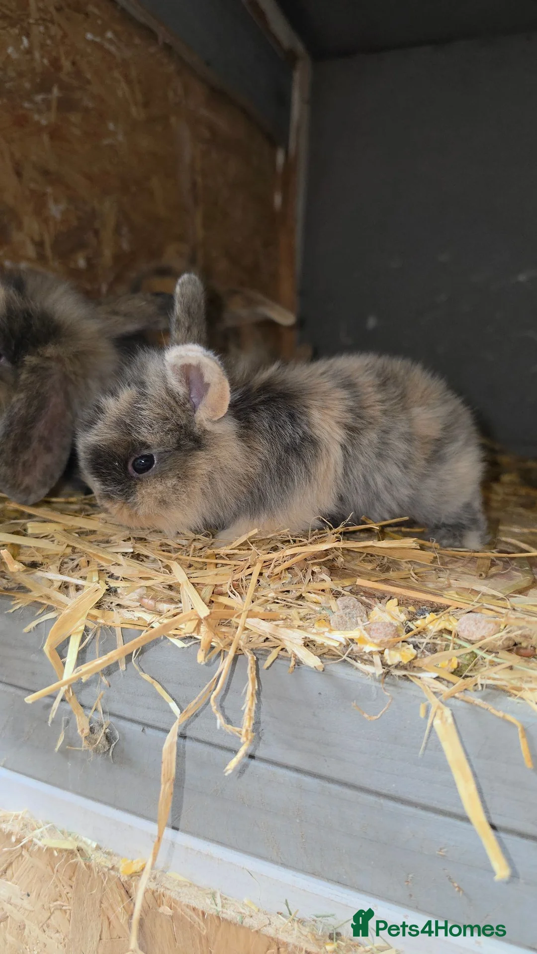 Mixed Breed rabbits for sale: Stunning lionhead/mini lop bunnys  in Bolton - Advert 2