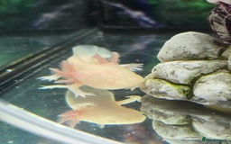 Other/Mixed Breed fish for sale: Axolotl and tank  - Image 1