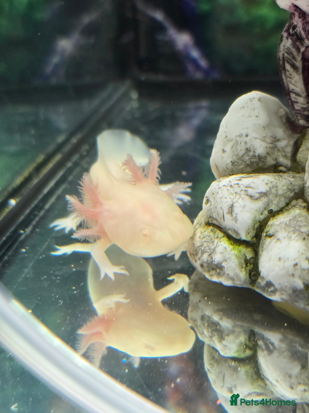 Other/Mixed Breed fish for sale: Axolotl and tank  - Image 1