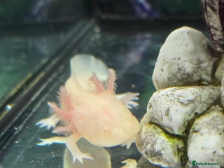 Other/Mixed Breed fish - Advert 2