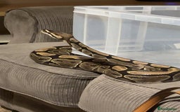 Python Snake reptiles for sale: Male adult, chocolate ball python - Image 2