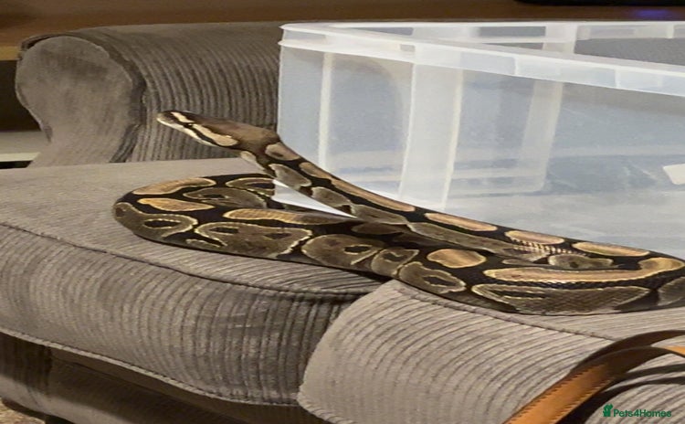 Python Snake reptiles - Advert 13