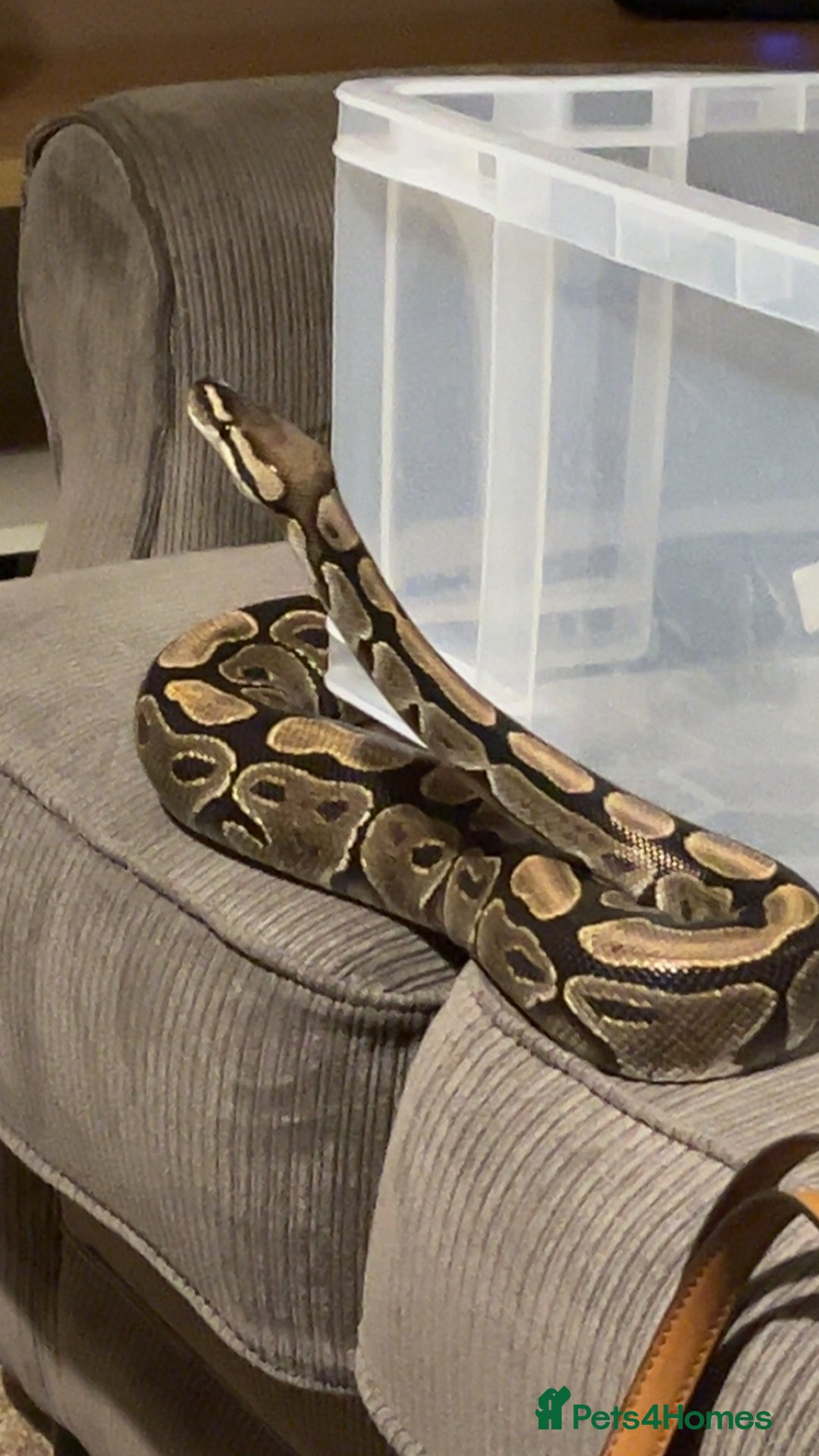 Python Snake reptiles for sale: Male adult, chocolate ball python - Image 2