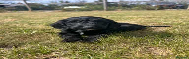 Cockapoo 1