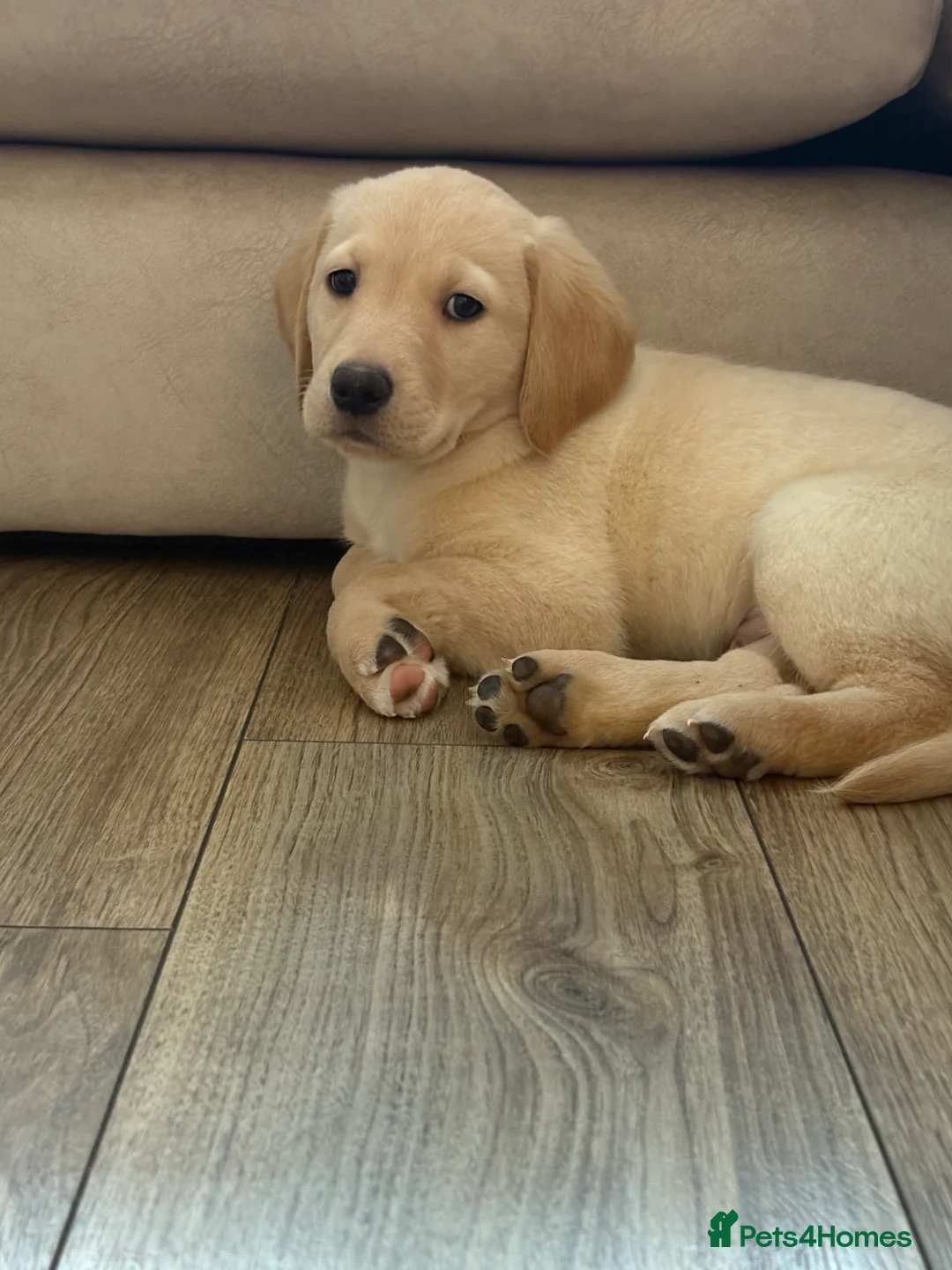 Goldador dogs for sale: Goldador puppy ozzy  - Advert 8