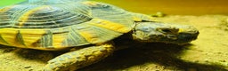 Tortoise reptiles for sale: Marginated Male Tortoise 4yrs old - Advert 2